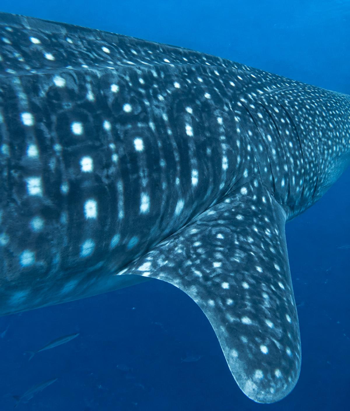 Close-up of a whale shark's spotted skin and pectoral fin